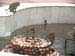 q_monkeys_swimming