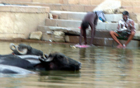 c_bathingwithbuffaloes