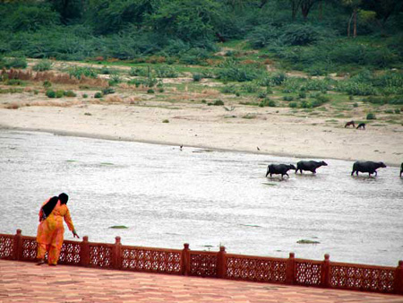 g_ganges_buffalo