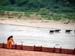 g_ganges_buffalo