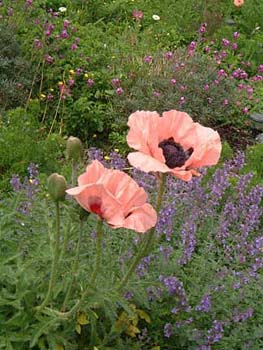 giantpoppy
