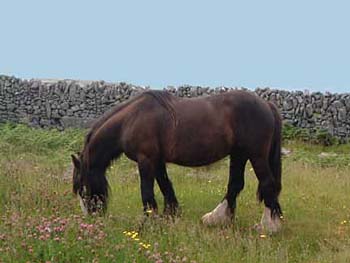 horse_arans