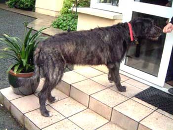 irishwofhound