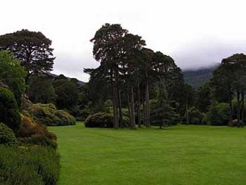 trees