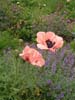 giantpoppy