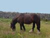 horse_arans