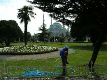 1blmosquegardener