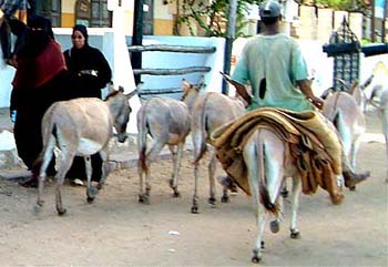 d-women_donkeys