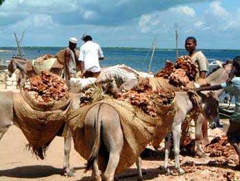 j-cargo_donkeys2