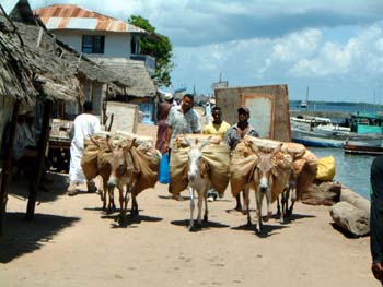 cargo_donkeys