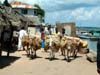 cargo_donkeys