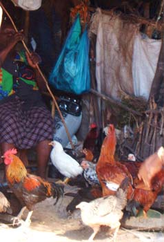 5chickens