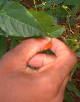 chili_pepper_lo