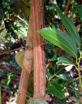 cinnamon_lo