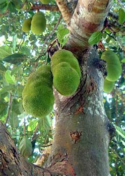 jackfruit_lo
