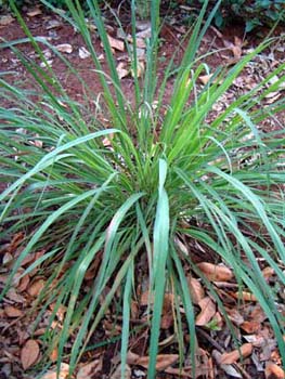 lemongrass_lo