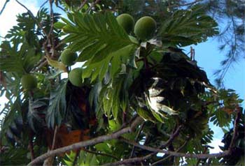 mango_lo