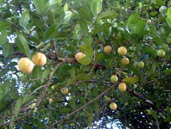 nutmegfruit_lo