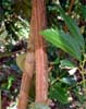 cinnamon_lo