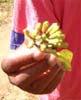 cloves_lo