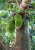 jackfruit_lo