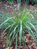 lemongrass_lo