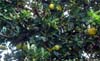oranges_lo