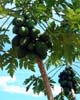 passionfruit_lo