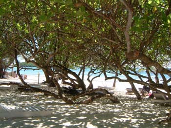 4shade_trees