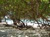 4shade_trees