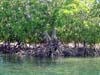 mangrove_roots