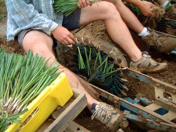n-planting_poiraux