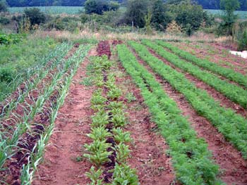 o-beets_carrots