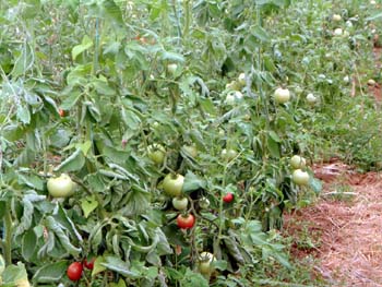 s-tomatoes