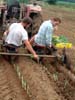 m-planting