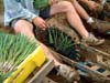 n-planting_poiraux