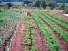 o-beets_carrots