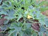 r-squash
