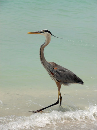 d_long_legged_bird