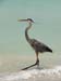 d_long_legged_bird