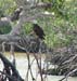 g_everglades_eagle