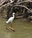 h_everglades_bird