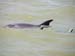 j_everglades_dolphins