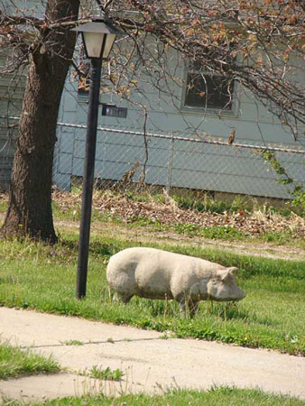 pig_art
