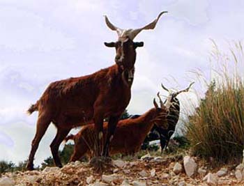 wildlife_gorges