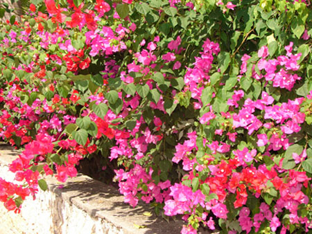 4flowers
