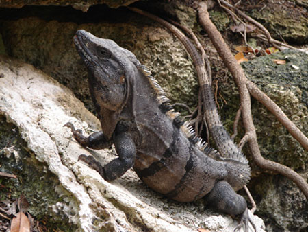 5gilamonster