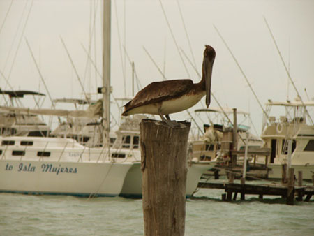 IM_pelican
