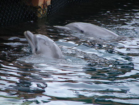 XH_dolphins