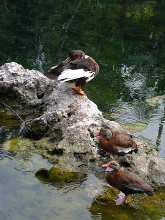 XH_ducks